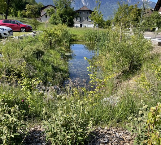 Un an après, la nature s’installe au bassin de Châtillon-sur-Cluses